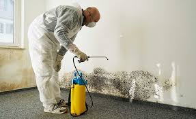 Why You Should Choose Our Mold Remediation Services in Cookeville, TN