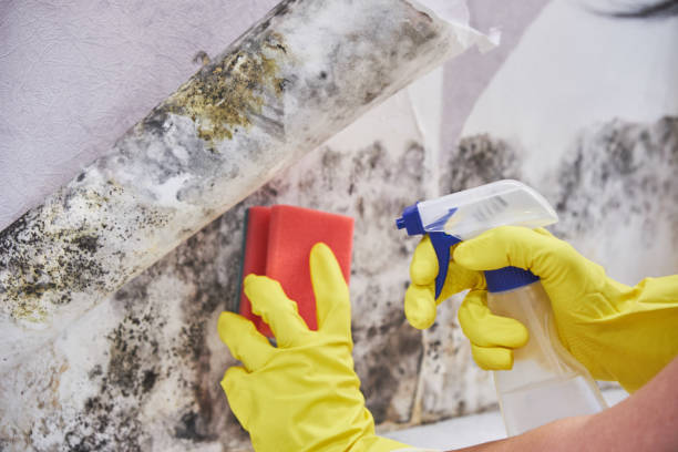  Cookeville, TN Mold Removal Services Pros